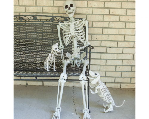 Happy Skeleton Happy skeleton sitting on a bench with two skeleton dogs jumping up to say "hi".