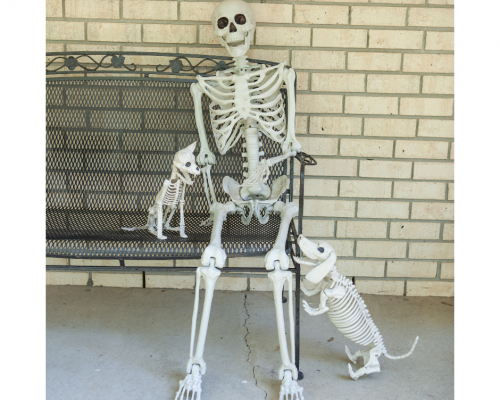 Happy skeleton sitting on a bench with two skeleton dogs jumping up to say "hi".