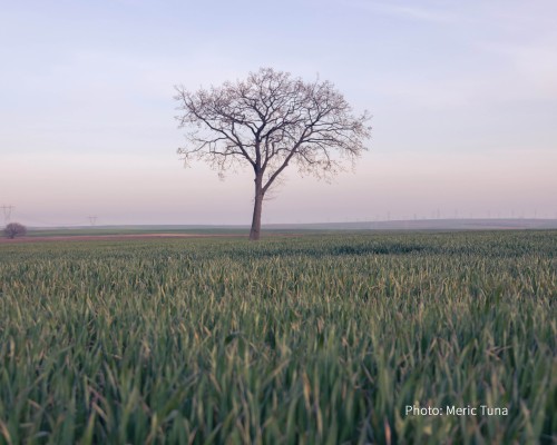 A lone tree stands in a vast meadow. A lone tree stands in a vast meadow.