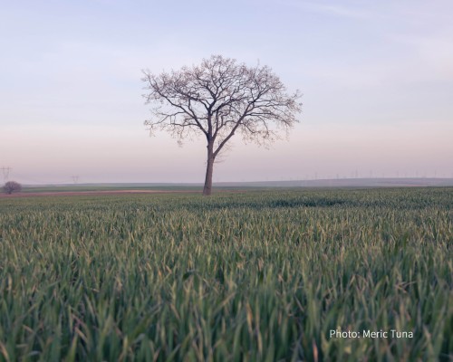 A lone tree stands in a vast meadow.