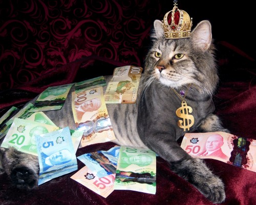 cat wearing a crown covered in Canadian money