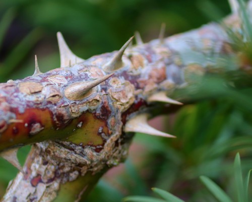 close up of rose thorns